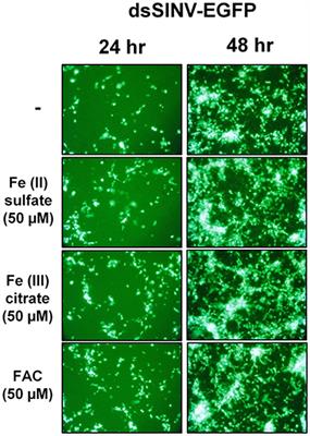 Identification of Candidate Iron Transporters From the ZIP/ZnT Gene Families in the Mosquito Aedes aegypti